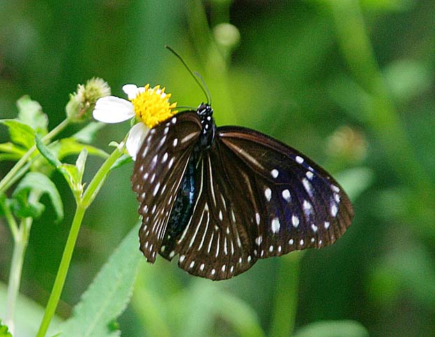 ツマムラサキマダラのメス