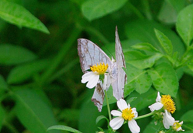 吸蜜中のイシガケチョウ