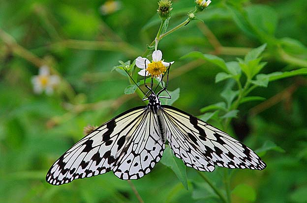 吸蜜中のオオゴマダラ
