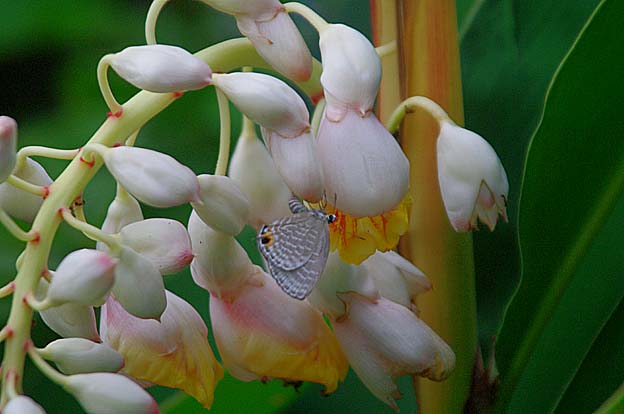 ゲットウの花で産卵行動をするシロウラナミシジミ