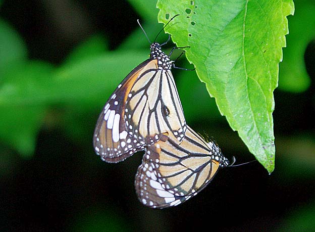 交尾をするスジグロカバマダラ