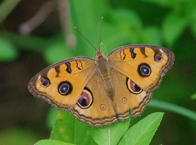 葉にとまるタテハモドキ