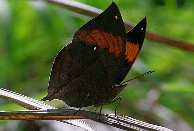 枯葉に止まったコノハチョウ