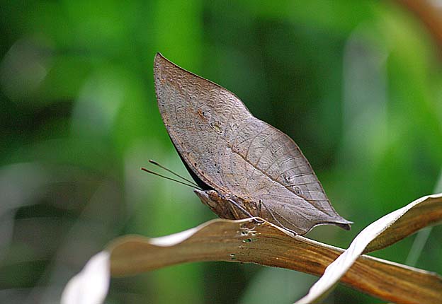 擬態するコノハチョウ