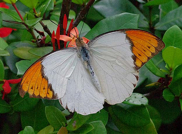 吸蜜中のツマベニチョウ