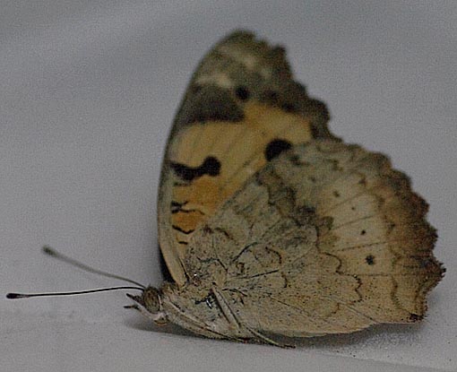 ルリボシタテハモドキへ