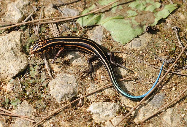 道でよく見かけるイシガキトカゲ