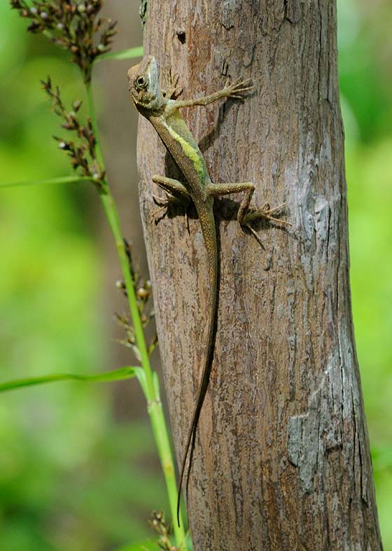 動作のかわいいサキシマキノボリトカゲ