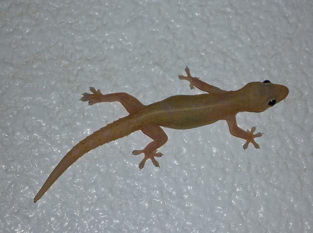 夜、玄関で鳴いていたホオグロヤモリ