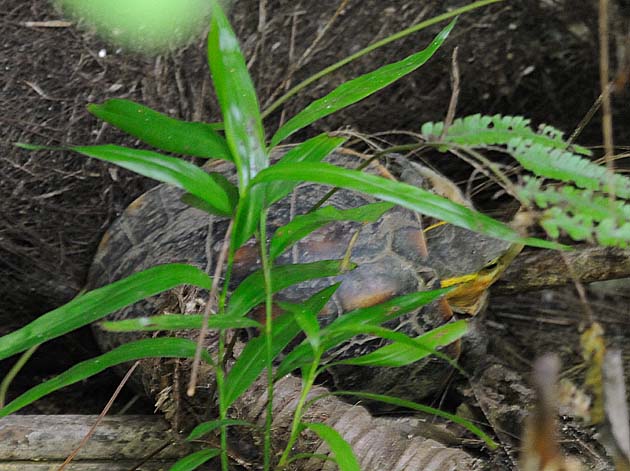 林道の脇にいたヤエヤマセマルハコガメ