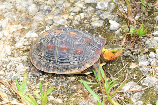 セマルハコガメの写真