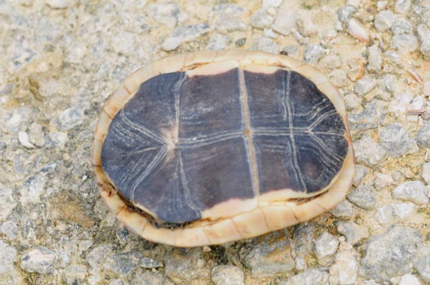 セマルハコガメ