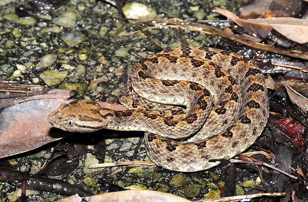 食べ物をねらうサキシマハブ