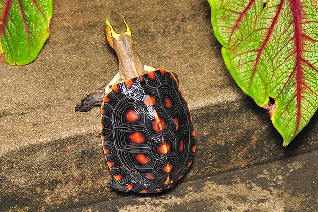 セマルハコガメ