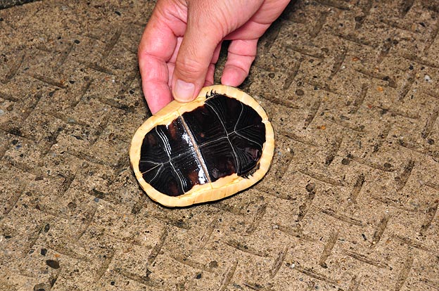 セマルハコガメ