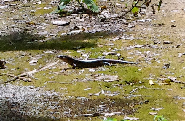 キシノウエトカゲの写真