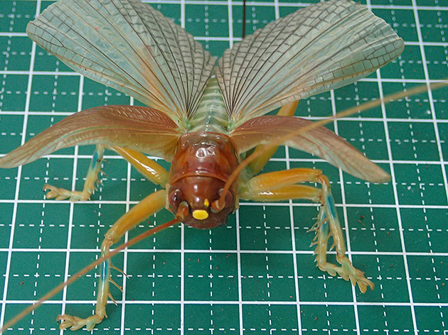 ヒノマルコロギスメスの写真