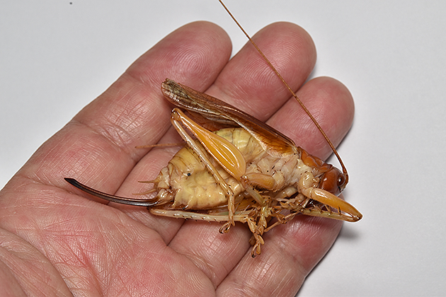 ヒノマルコロギスの写真