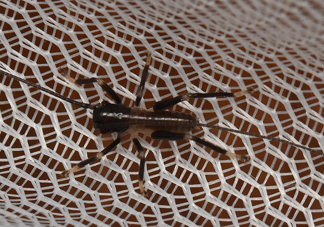 ヒノマルコロギス初齢幼虫の写真