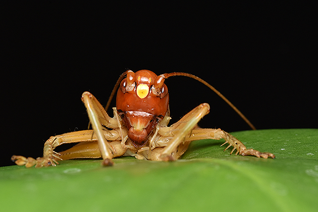 ヒノマルコロギスのメスの写真