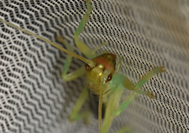 ヒノマルコロギス幼虫の写真