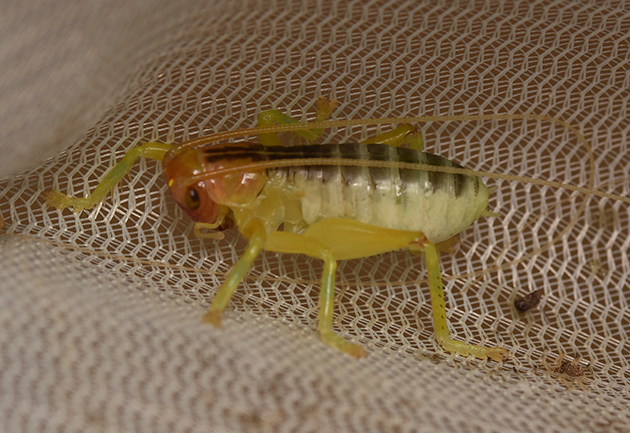 ヒノマルコロギス幼虫の写真