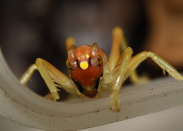 ヒノマルコロギス幼虫の頭部写真