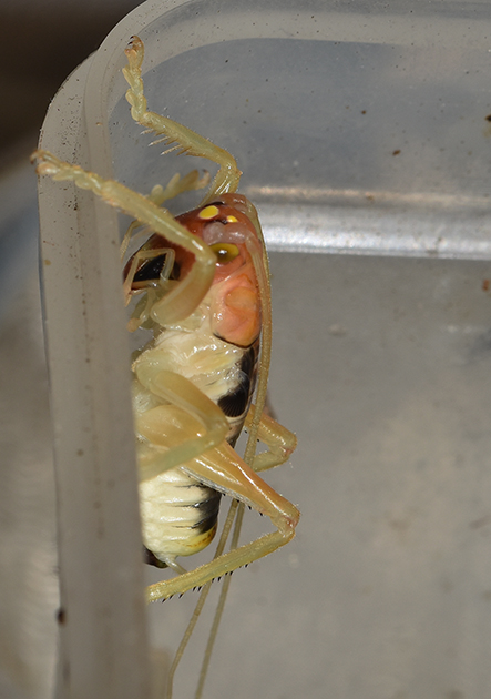 ヒノマルコロギスの幼虫の写真