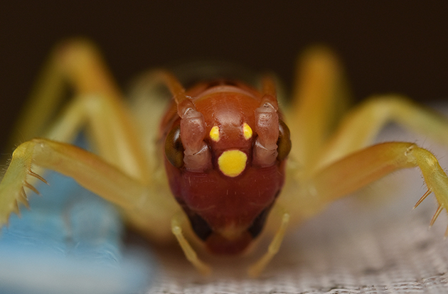 ヒノマルコロギスの写真