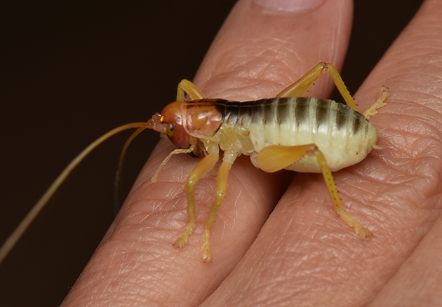 ヒノマルコロギスの写真