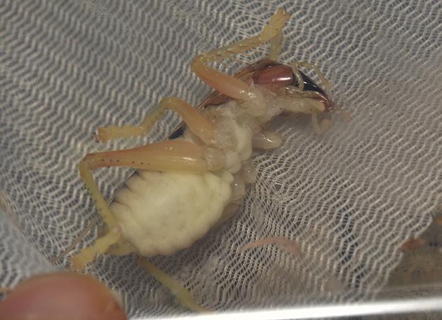 ヒノマルコロギスの幼虫の写真