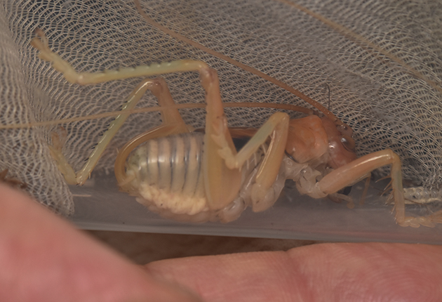 ヒノマルコロギスの終齢幼虫・メスの写真