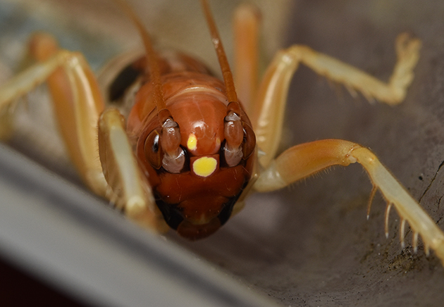 ヒノマルコロギスの頭部の写真