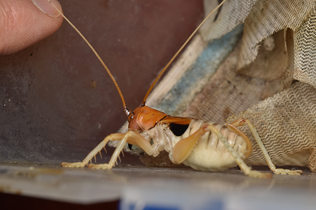 威嚇するヒノマルコロギスメス終齢幼虫の写真