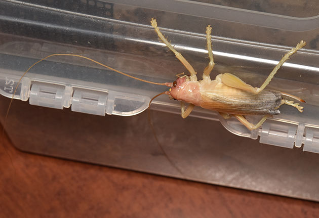 羽化直後のヒノマルコロギスの写真