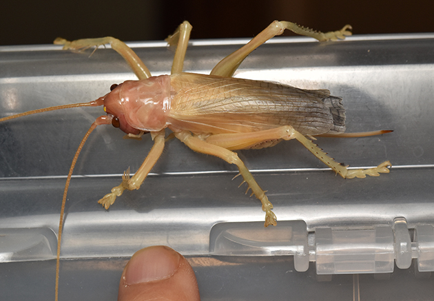 羽化直後のヒノマルコロギスの写真