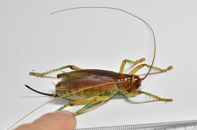 ヒノマルコロギスの写真