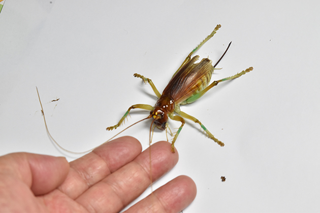 ヒノマルコロギスの写真