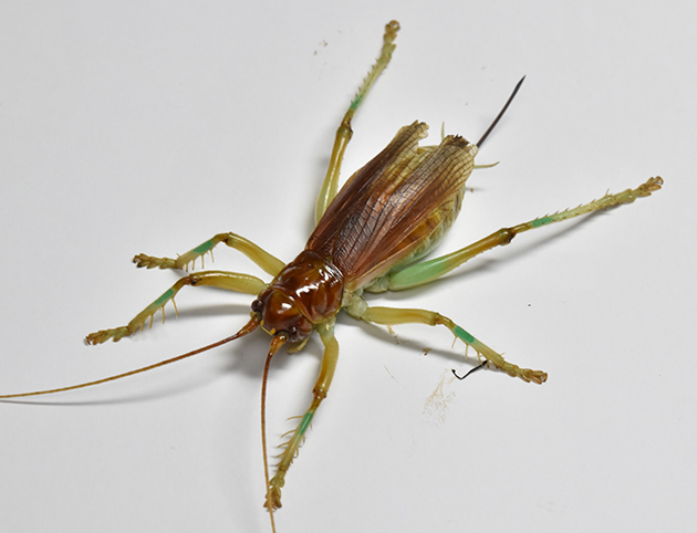 ヒノマルコロギスの写真