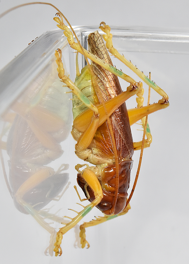 ヒノマルコロギスのオスの写真