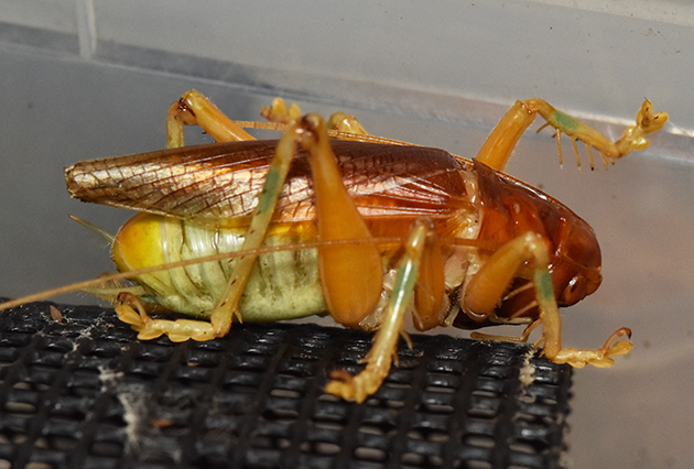 ヒノマルコロギスのオスの写真