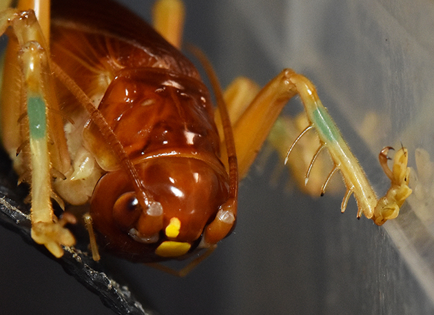 ヒノマルコロギスの写真