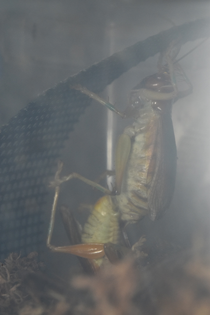 ヒノマルコロギスの交尾