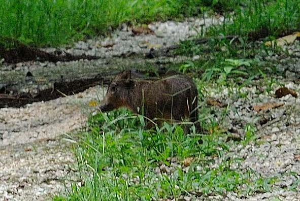 リュウキュウイノシシ