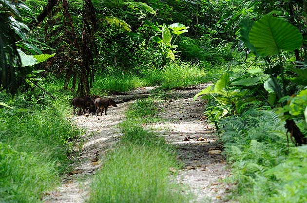 リュウキュウイノシシの群れ