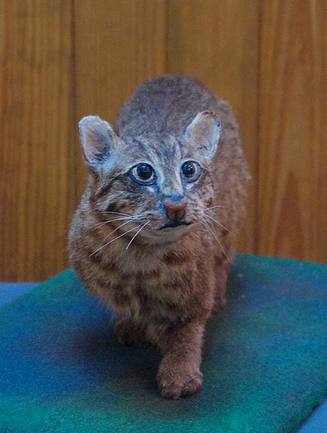 イリオモテヤマネコの剥製