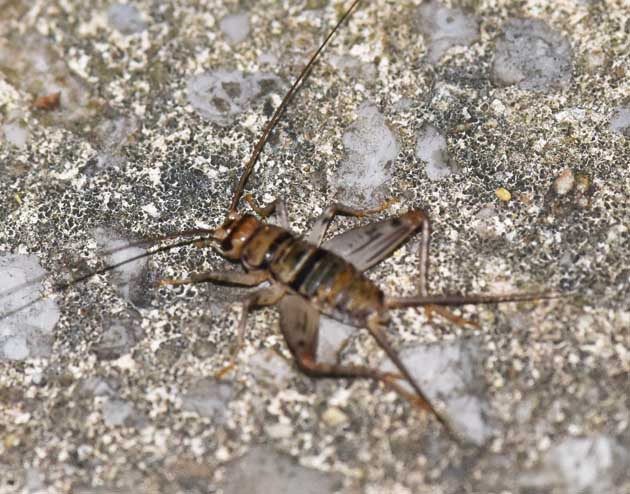 林道を横切るカマドコオロギの写真