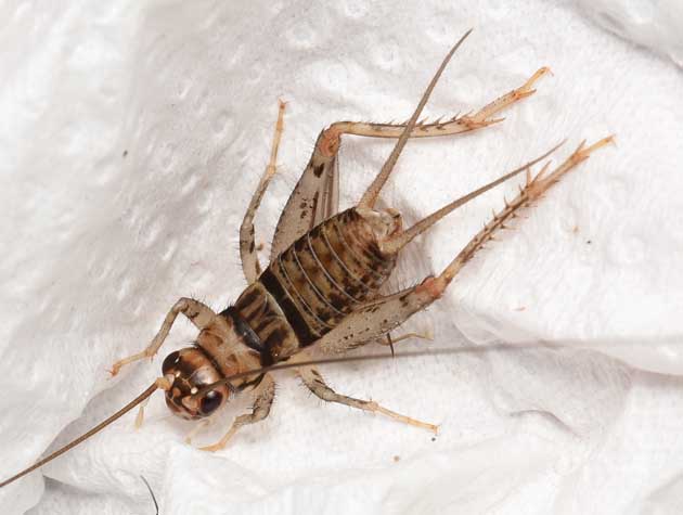 カマドコオロギのオスの亜成虫の写真