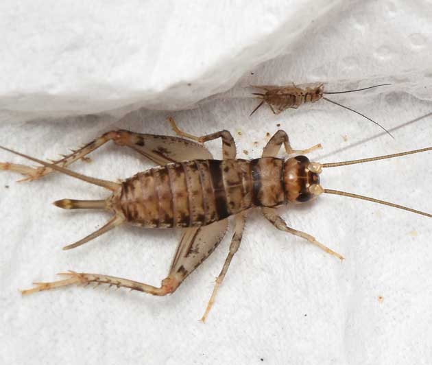 カマドコオロギのメスの亜成虫の写真