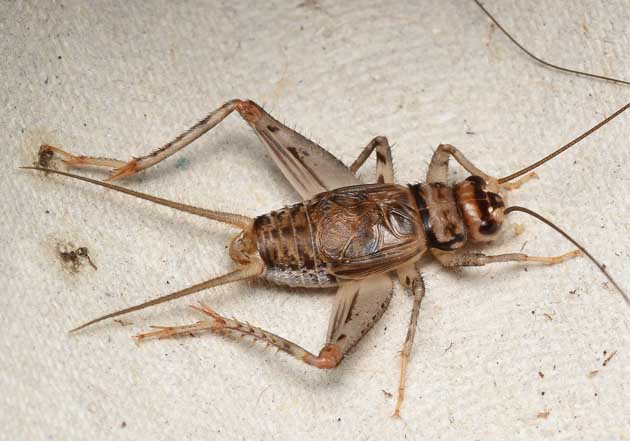 カマドコオロギのオスの成虫の写真